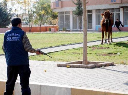 Memleketimden kurban manzaraları - Resim 5