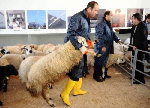 Memleketimden kurban manzaraları - Resim 17