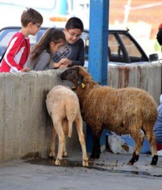 Memleketimden kurban manzaraları - Resim 1