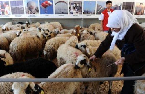 Memleketimden kurban manzaraları - Resim 18