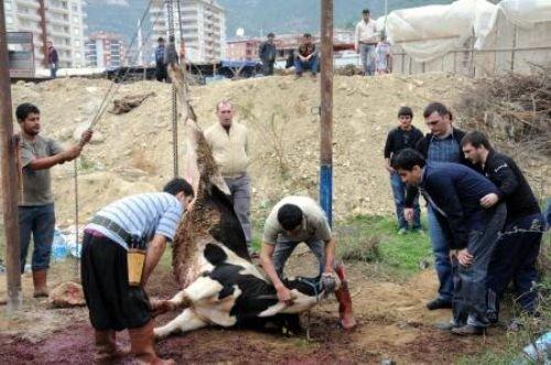 Memleketimden kurban manzaraları - Resim 24