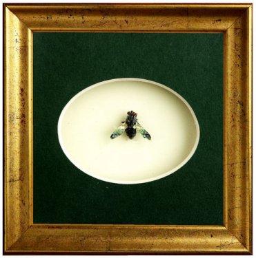 Sineğin kanadındaki İstanbul 