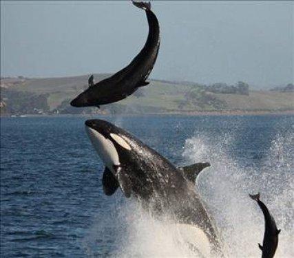 Hayvanlar Aleminin enleri