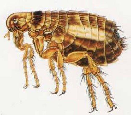 Hayvanlar Aleminin enleri