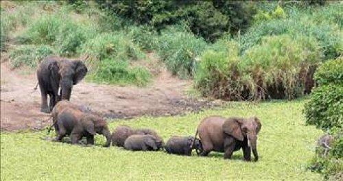 Hayvanlar Aleminin enleri