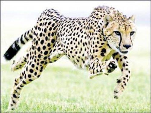 Hayvanlar Aleminin enleri