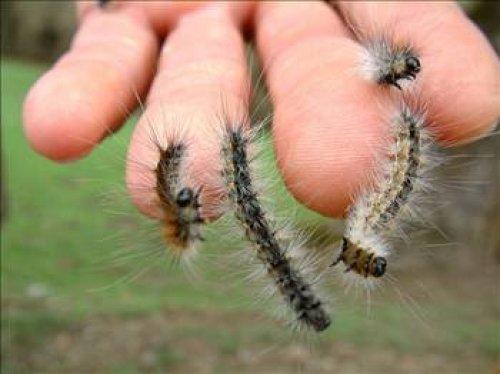 Hayvanlar Aleminin enleri