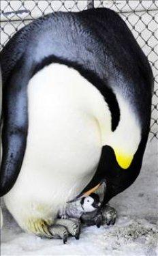 Hayvanlar Aleminin enleri