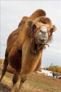 Hayvanlar Aleminin enleri