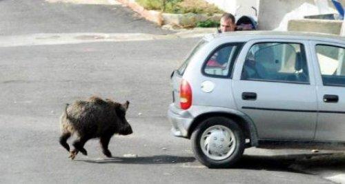 Bodrum’da aç domuz şehre indi - Resim 6