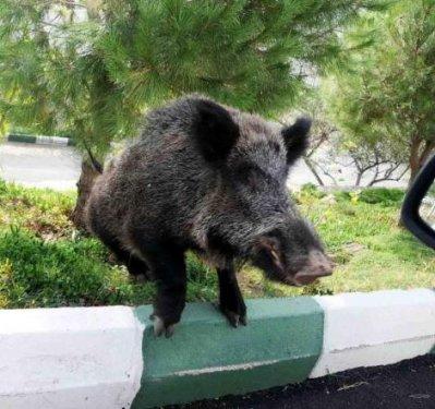 Bodrum’da aç domuz şehre indi - Resim 12