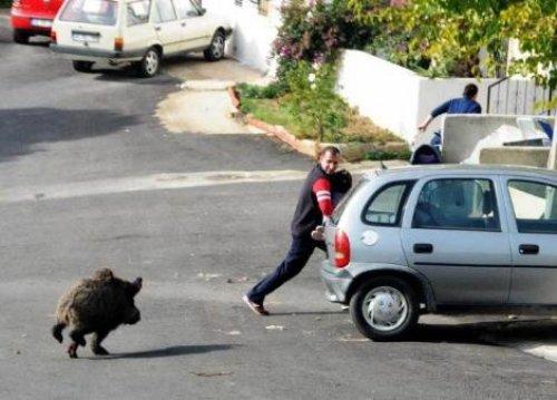 Bodrum’da aç domuz şehre indi - Resim 4