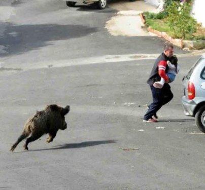 Bodrum’da aç domuz şehre indi - Resim 3