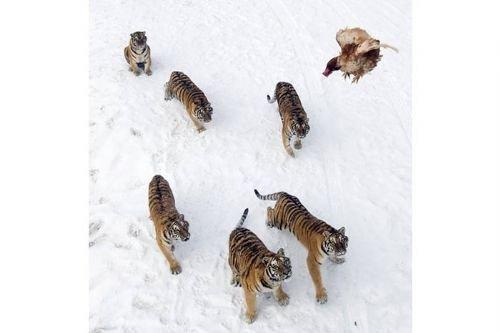 2010'a damga vuran av anları