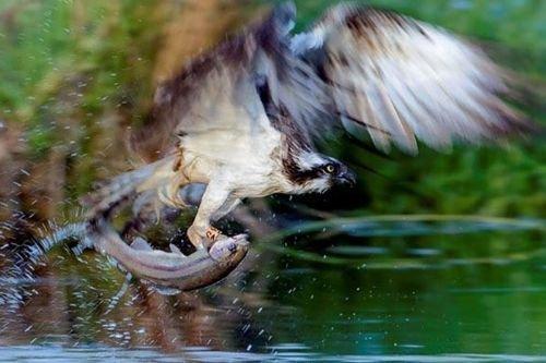 2010'a damga vuran av anları