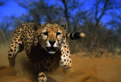 2010'a damga vuran av anları