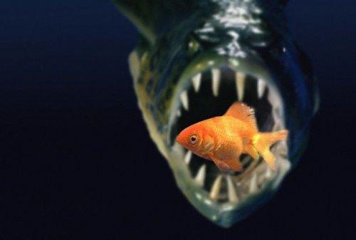 2010'a damga vuran av anları