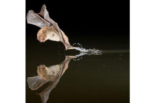 2010'a damga vuran av anları