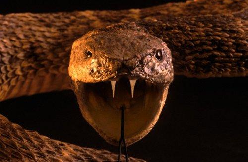 2010'a damga vuran av anları