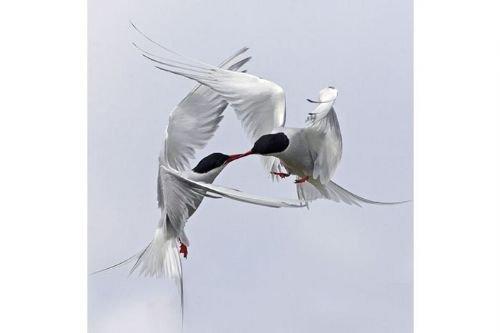 2010'a damga vuran av anları