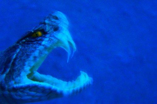 2010'a damga vuran av anları