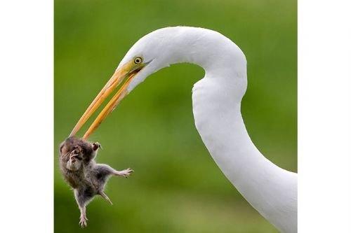 2010'a damga vuran av anları