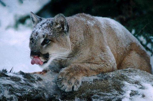 2010'a damga vuran av anları