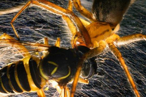 2010'a damga vuran av anları