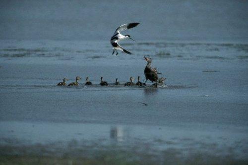 2010'a damga vuran av anları