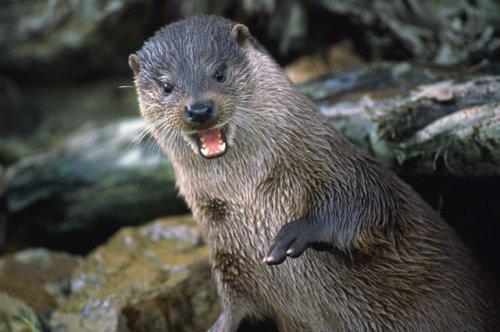 2010'a damga vuran av anları