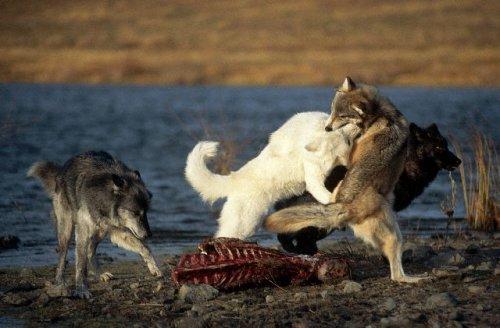 2010'a damga vuran av anları