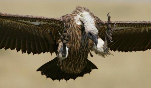 2010'a damga vuran av anları