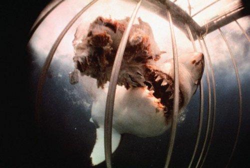 2010'a damga vuran av anları