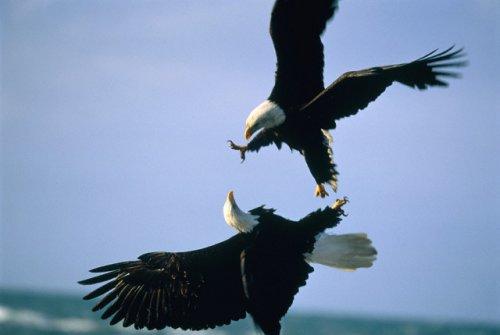 2010'a damga vuran av anları