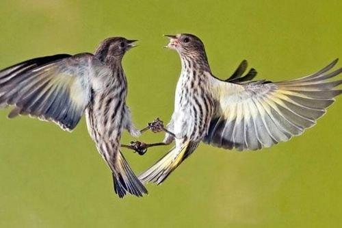 2010'a damga vuran av anları