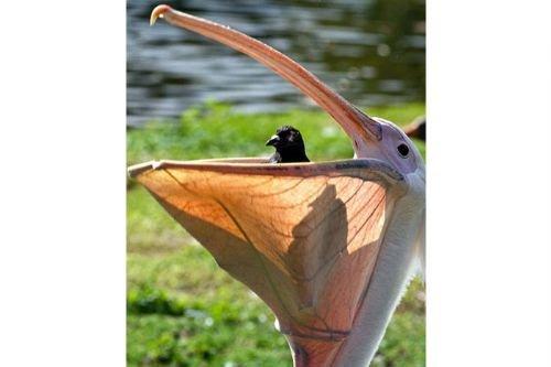 2010'a damga vuran av anları