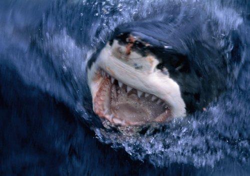 2010'a damga vuran av anları