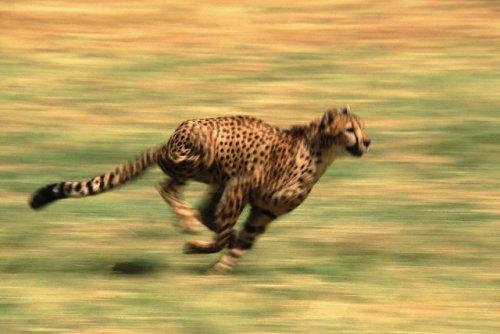 2010'a damga vuran av anları