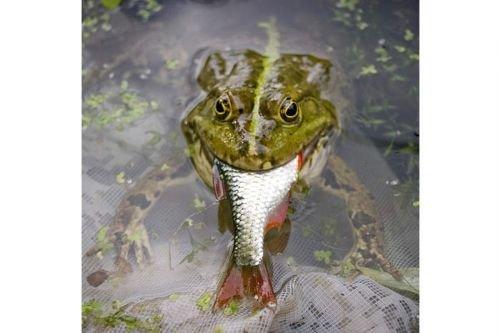 2010'a damga vuran av anları