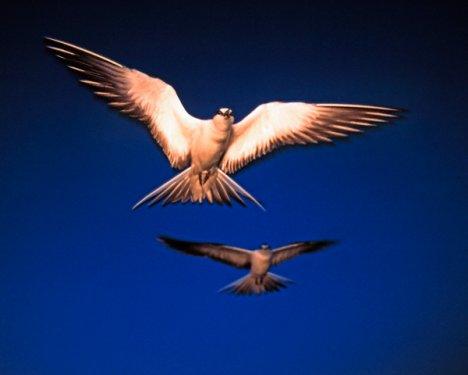 2010'a damga vuran av anları