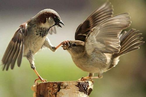 2010'a damga vuran av anları