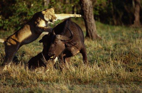 2010'a damga vuran av anları