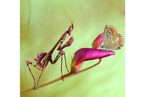 2010'a damga vuran av anları