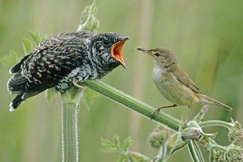 2010'a damga vuran av anları