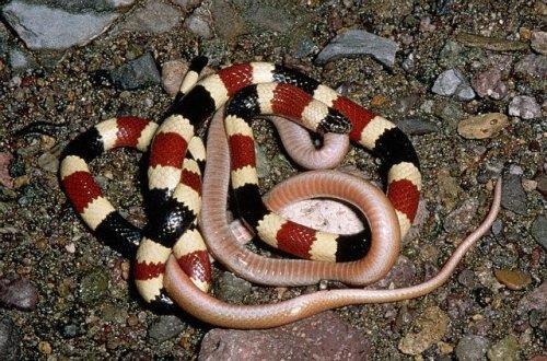 2010'a damga vuran av anları