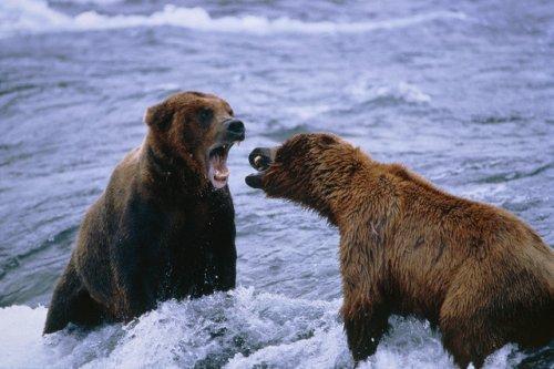 2010'a damga vuran av anları