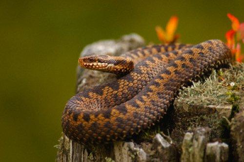 2010'a damga vuran av anları