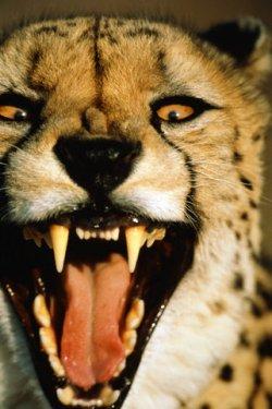 2010'a damga vuran av anları