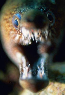 2010'a damga vuran av anları