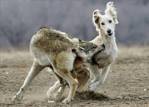 Reuters'tan yılın fotoğrafları- 2010 - Resim 32